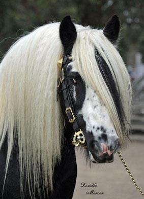 ARCADIAN CAHIRMEE (ALFIE) - GYPSY VANNER STALLION